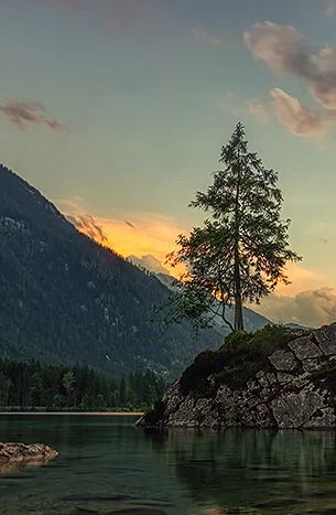 Lone Tree